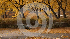 autumn in the park, fall colors in the park, autumn scene in the park, golden autumn seasone