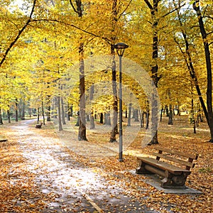 Autumn park and fallen leaves