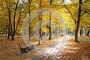 Autumn park and fallen leaves