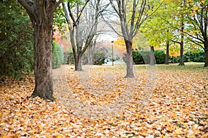 Autumn in the park. Fallen leaves near trees in fall