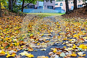 Autumn in the park. Fallen leaves near trees in fall