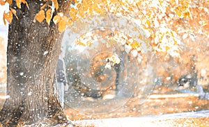 Autumn park in the first snow