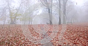 Autumn park in the fog. Woman with dog