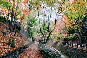 Autumn in the park with footpath, Japan