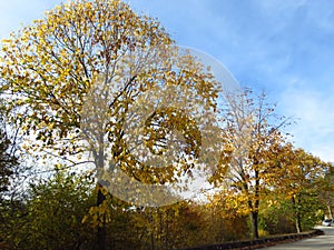 Autumn in the park forest. Vivid golden yellow orange hanging tree branches on blue background. Autumn, fall season, nature.