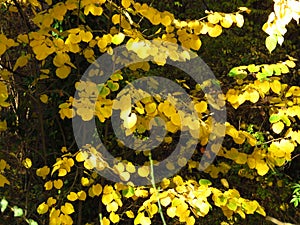 Autumn in the park forest. Vivid golden yellow orange hanging tree leaves on blurred background. Autumn, fall season, nature.