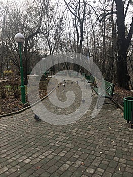 Autumn park garden with benches in Kiev.