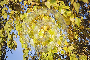 Autumn in the park: golden birch tree leaves in the sunlight. Beautiful natural autumn background