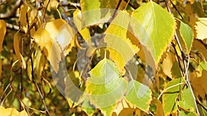 Autumn in the park: golden birch tree leaves in the sunlight close up