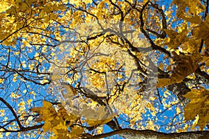 Autumn park, golden leaves, sun and sky.