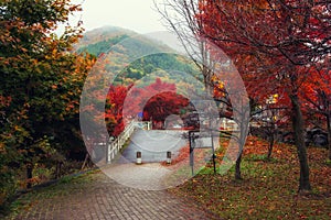 Autumn park in Kawaguchiko with mist