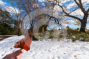 Autumn in the Park, NY, USA