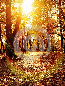 Autumn park path