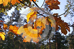 Autumn in the park, Poland