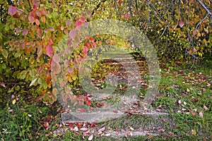 Autumn in the park. Red yellow leaves on the trees. A path in the park with fallen leaves.