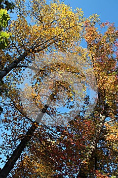 autumn in a park in rezé (france)