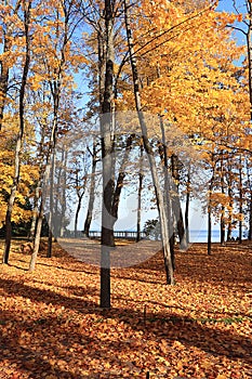 Autumn park in September on a bright warm day, a path with red leaves. Beautiful bright landscape in the park, seasons, golden