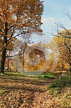 Autumn park in September on a bright warm day, a path with red leaves. Beautiful bright landscape in the park, seasons, golden