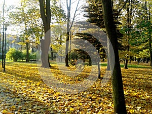 Autumn in the Park StanisÅ‚awa Staszica Kielce