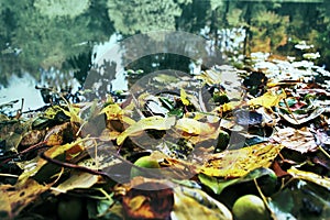 Autumn in the Park and on the streets