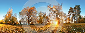 Autumn park with sun and forest - Panorama