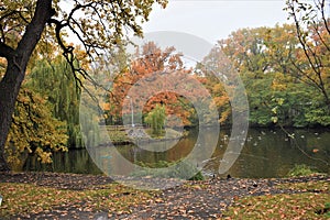 Autumn Park, surrounded by trees and a pond, ducks swim