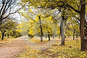 Autumn park trail landscape