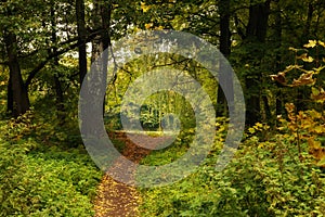 Autumn park trail landscape. Path in the autumn park