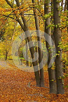 Autumn park, trees and a lot of leaves