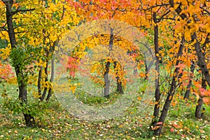 Autumn in the park. Trees with red and yellow leaves. Selective focus.