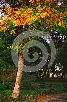 autumn park vertical photography lonely tree yellow green and orange leaves colors