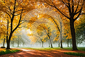 Autumn park with walkways. Natural background, nature landscape wallpaper