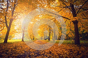 Autumn. Park with yellow trees. Fall scenic background.