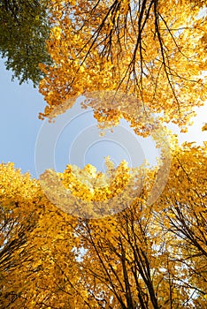 Autumn park with yellow trees and sunny day. Interesting upward