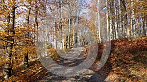 Jeseň v parkoch, lesoch na Slovensku. Baborska