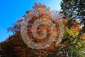 Autumn in parks, forests in Slovakia.