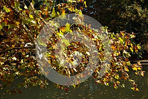 Autumn in parks, forests in Slovakia.