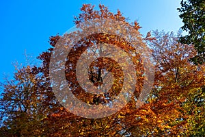 Autumn in parks, forests in Slovakia.