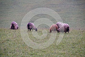 Autumn pastures. Sheep on a field in October on a rainy cloudy day. Rural lifestyle.