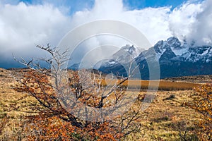 Autumn in Patagonia. Torres del Paine National Park Chile