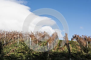 Autumn Patagonian Vineyard. Esquel, Argentina photo