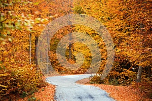 Autumn path across the woods