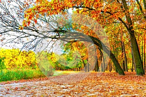 Autumn Path Beneath Bent Oaks