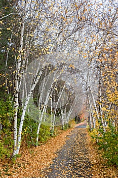 Autumn Path of Birch and Aspen