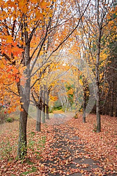 Autumn Path of Birch and Maple