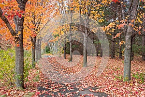 Autumn Path of Birch and Maple