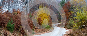 Autumn path in the forest