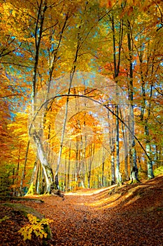 Autumn path in golden forest