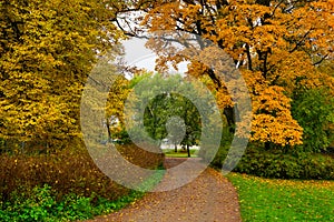 Autumn Path Lined with Golden and Orange Trees