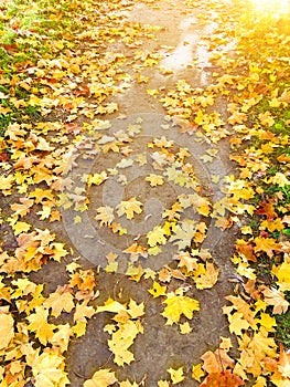 Autumn path lit by the sun and strewn with yellow golden maple leaves